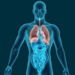 Human body x-ray scan with visible respiratory system 3d render